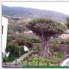 33 Icod de los vinos (Tenerife)